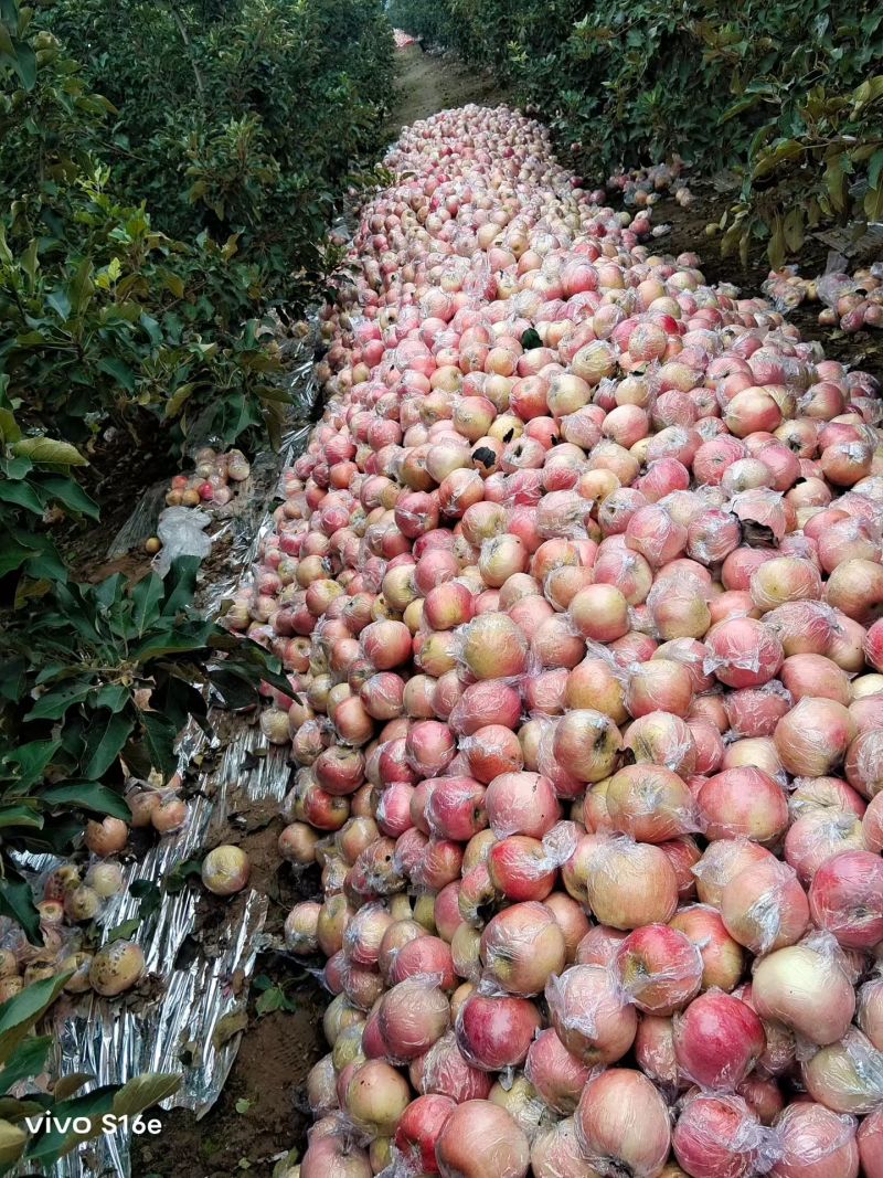 本地货洛川新疆阿红富士苹果，大量有货价格美丽