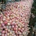 本地货洛川新疆阿红富士苹果，大量有货价格美丽