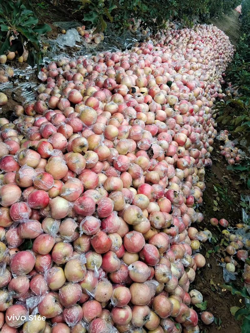 本地货洛川新疆阿红富士苹果，大量有货价格美丽
