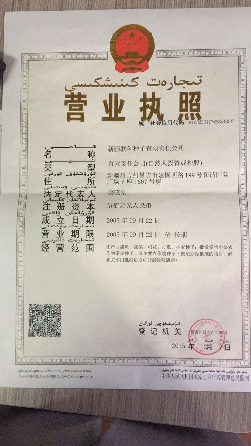 铁杆葱杂交品种抗病耐寒葱白硬且瓷实叶片直立