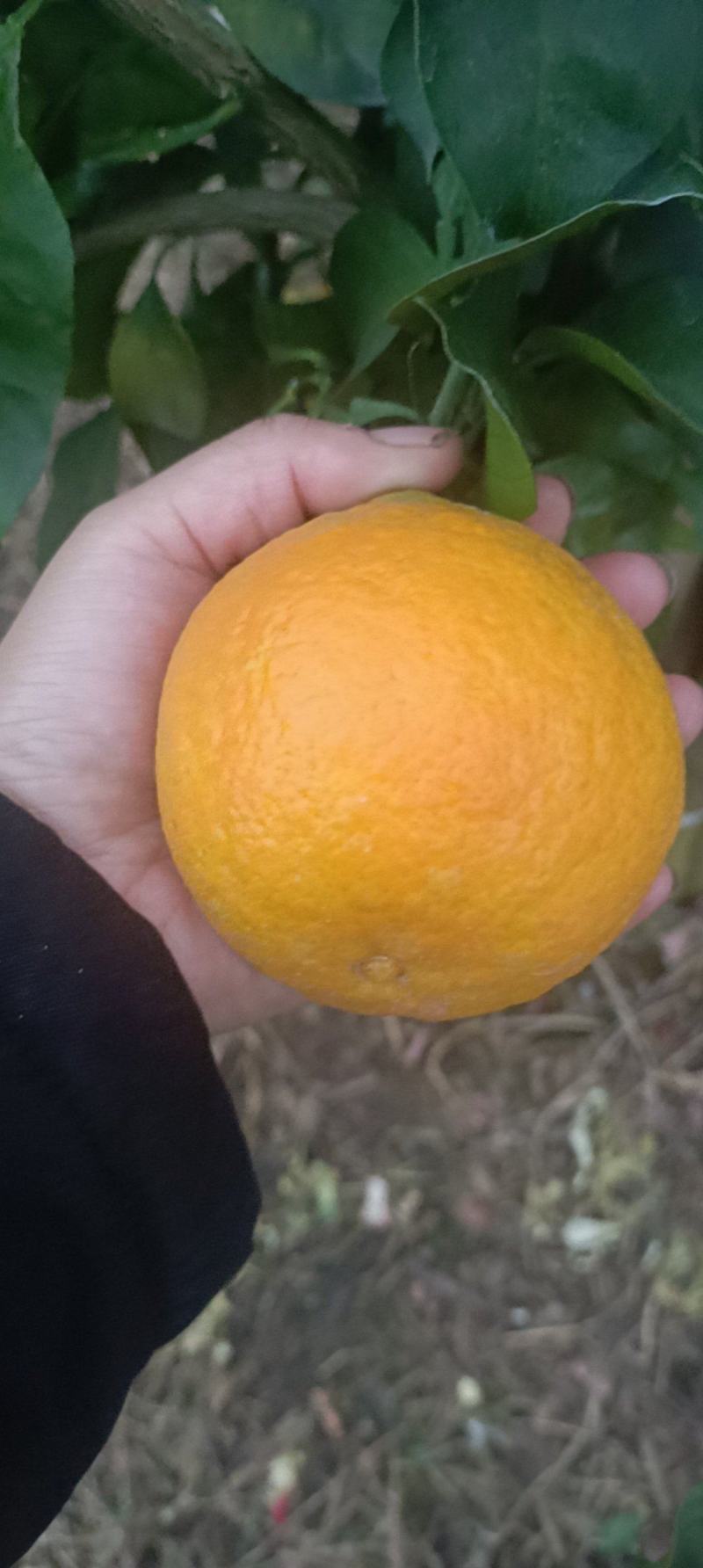 爱媛橙