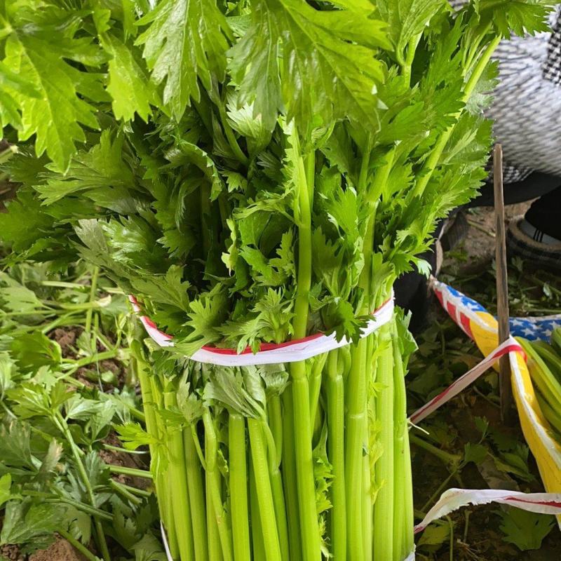 内黄芹菜大量上市中大棚芹菜可以自己带工人品质好