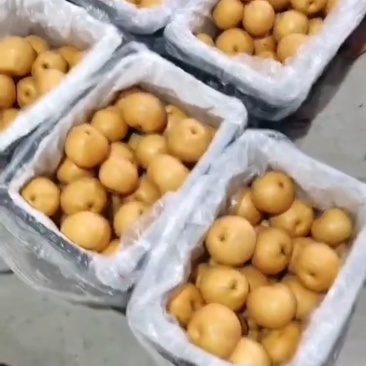 晚秋黄梨卖货