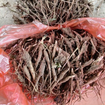 赤芍小苗品质保证成活率高支持视频看货免费技术指导