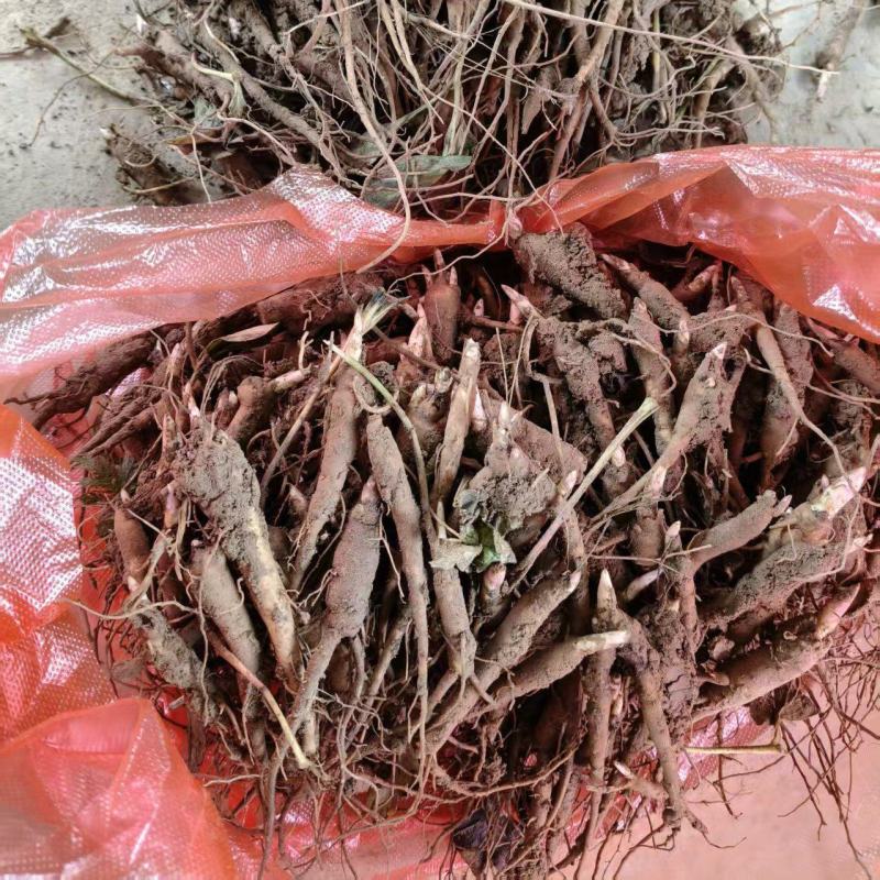 赤芍小苗品质保证成活率高支持视频看货免费技术指导