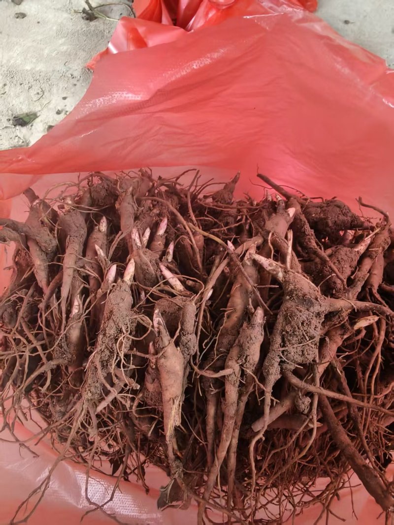 赤芍小苗品质保证成活率高支持视频看货免费技术指导
