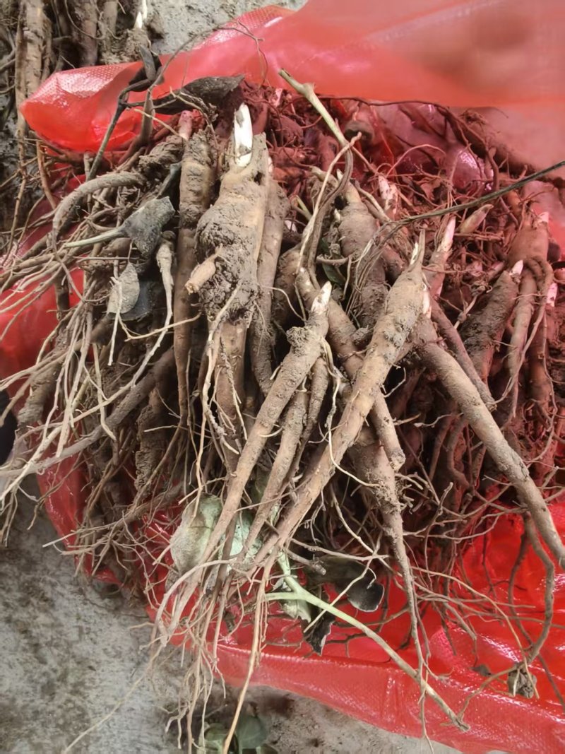 赤芍小苗品质保证成活率高支持视频看货免费技术指导
