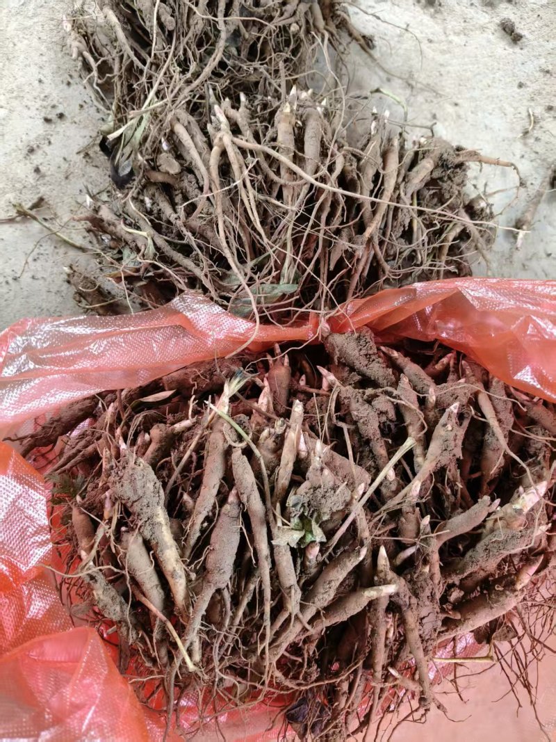 赤芍小苗品质保证成活率高支持视频看货免费技术指导