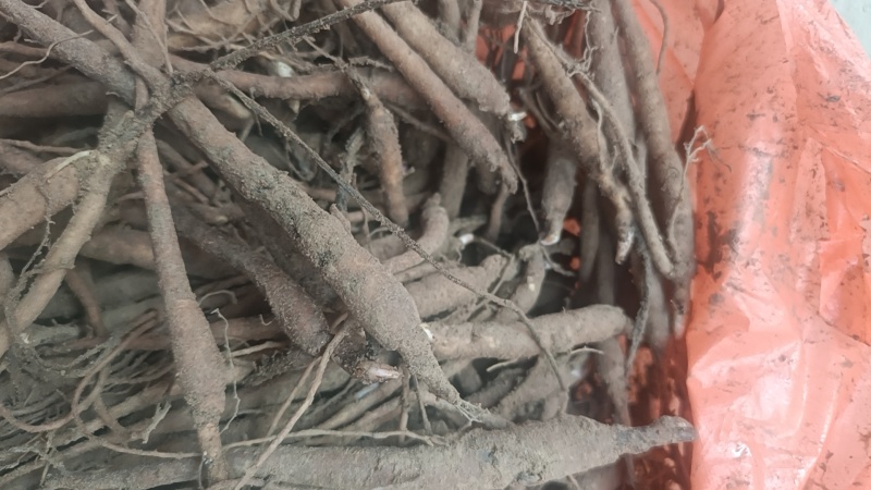 赤芍小苗品质保证成活率高支持视频看货免费技术指导