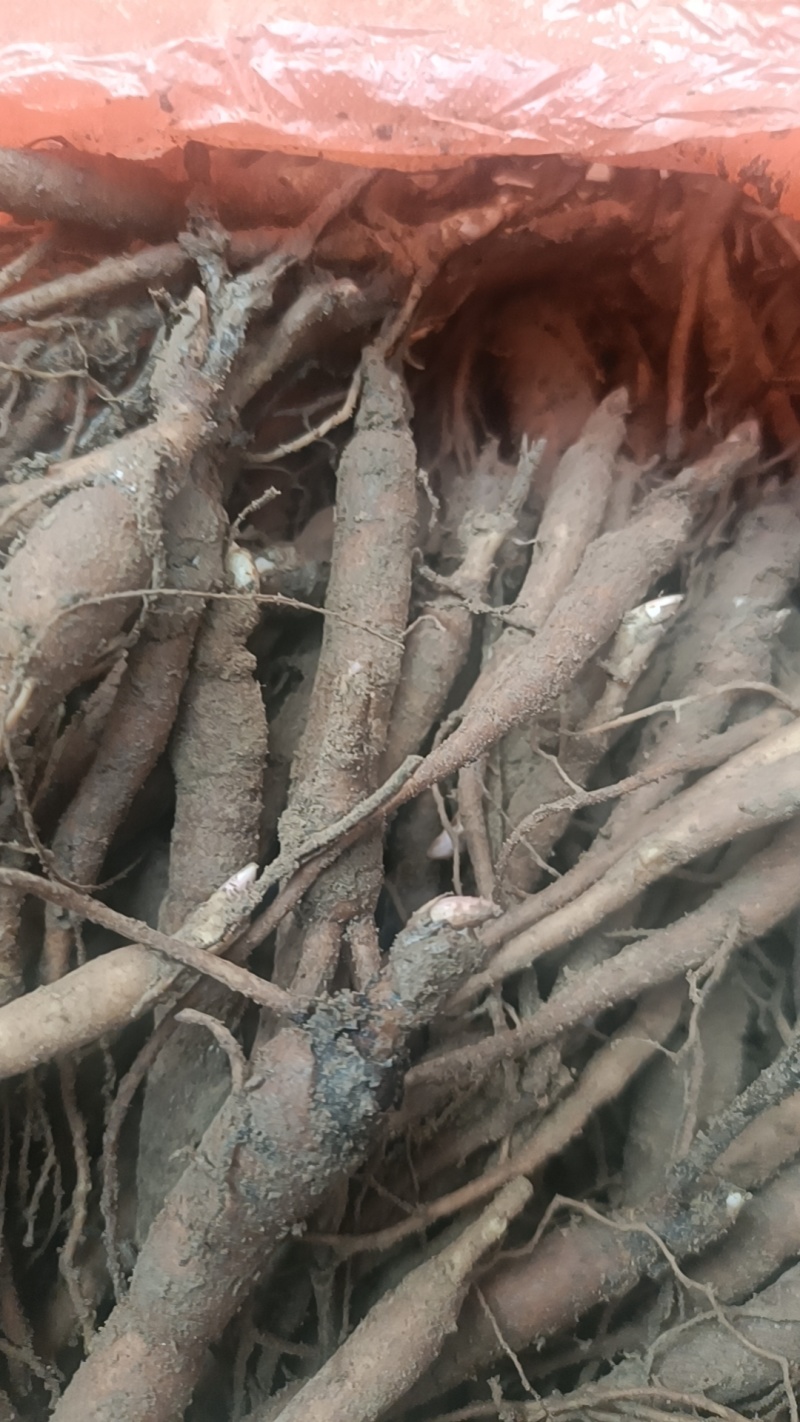 赤芍小苗品质保证成活率高支持视频看货免费技术指导
