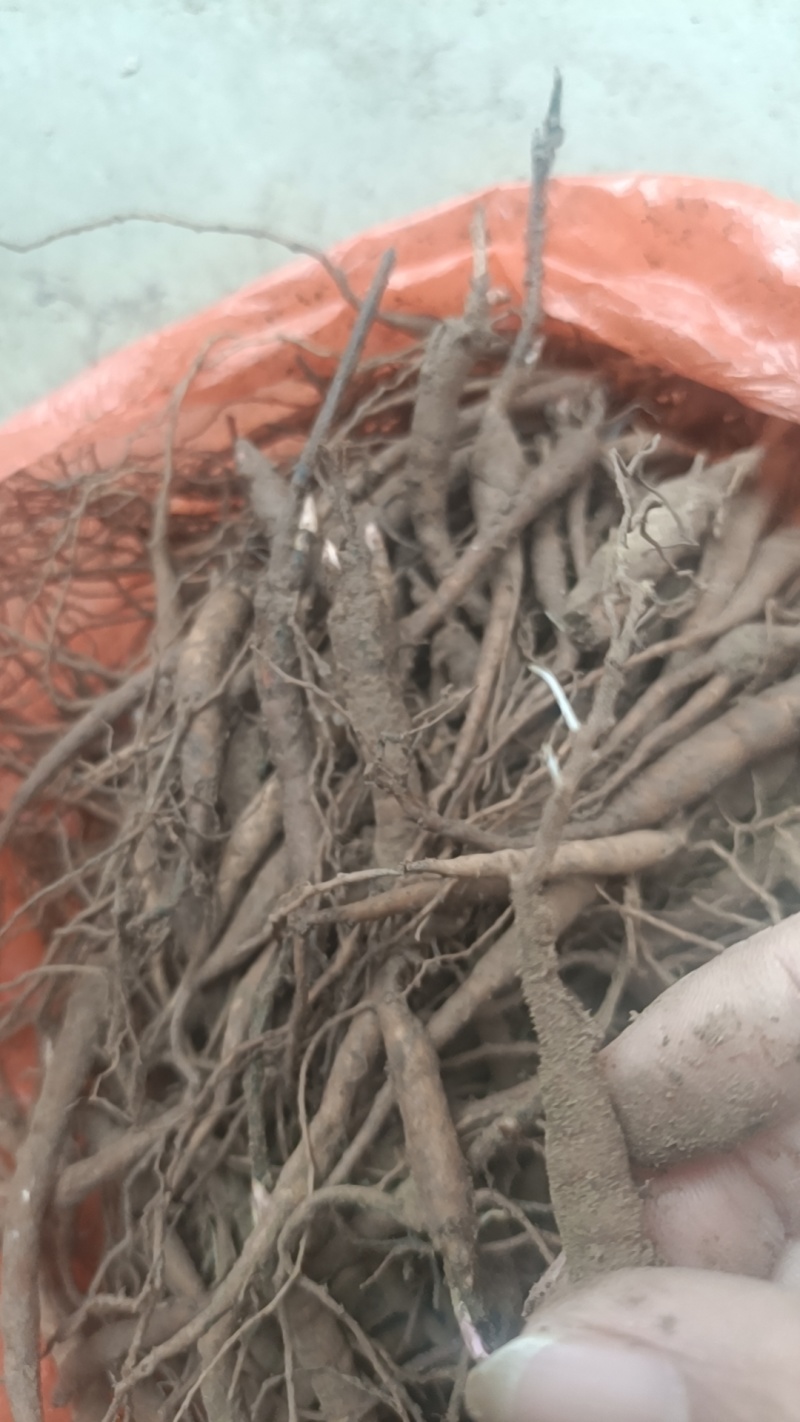 赤芍小苗品质保证成活率高支持视频看货免费技术指导