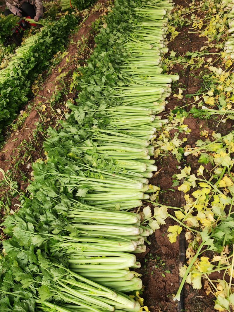 内黄芹菜大量上市中大棚芹菜可以自己带工人品质好