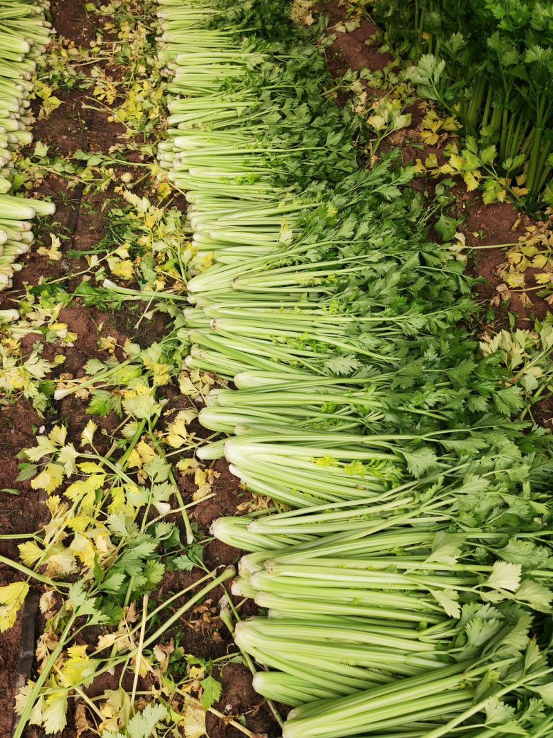 内黄芹菜大量上市中大棚芹菜可以自己带工人品质好