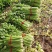 内黄芹菜大量上市中大棚芹菜可以自己带工人品质好
