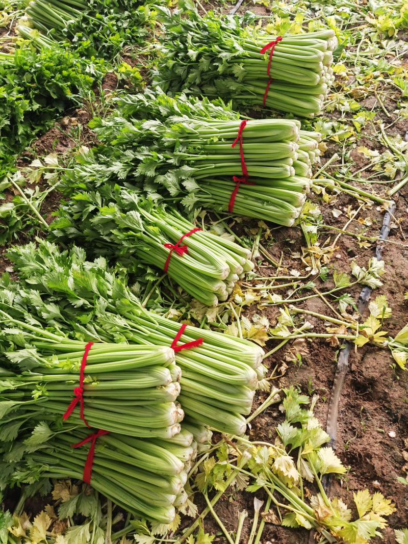 内黄芹菜大量上市中大棚芹菜可以自己带工人品质好