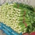 内黄芹菜大量上市中大棚芹菜可以自己带工人品质好