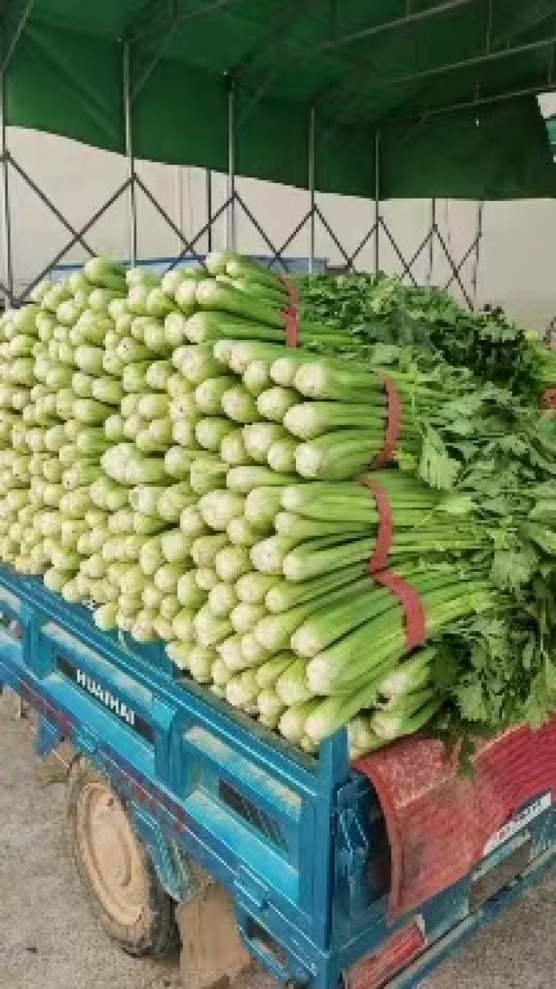 内黄芹菜大量上市中大棚芹菜可以自己带工人品质好