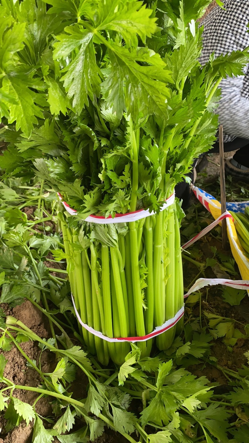内黄芹菜大量上市中大棚芹菜可以自己带工人品质好