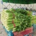 内黄芹菜大量上市中大棚芹菜可以自己带工人品质好