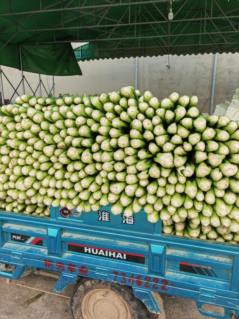 内黄芹菜大量上市中大棚芹菜可以自己带工人品质好