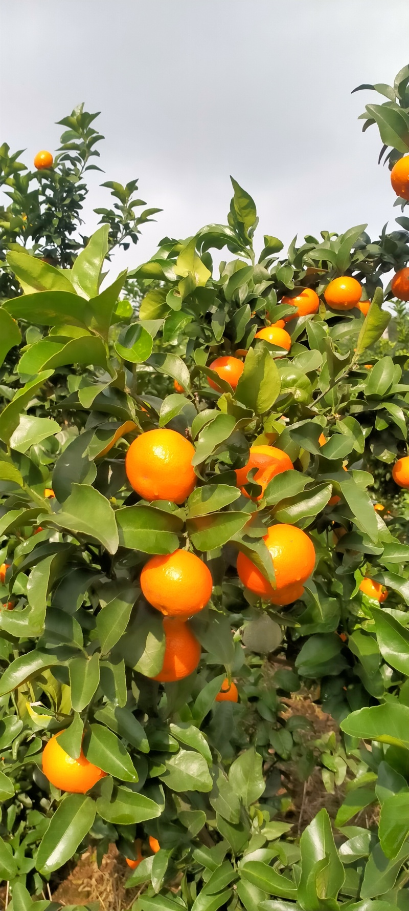 金秋沙糖橘产地现摘现发品质保证欢迎来电洽谈诚信经营