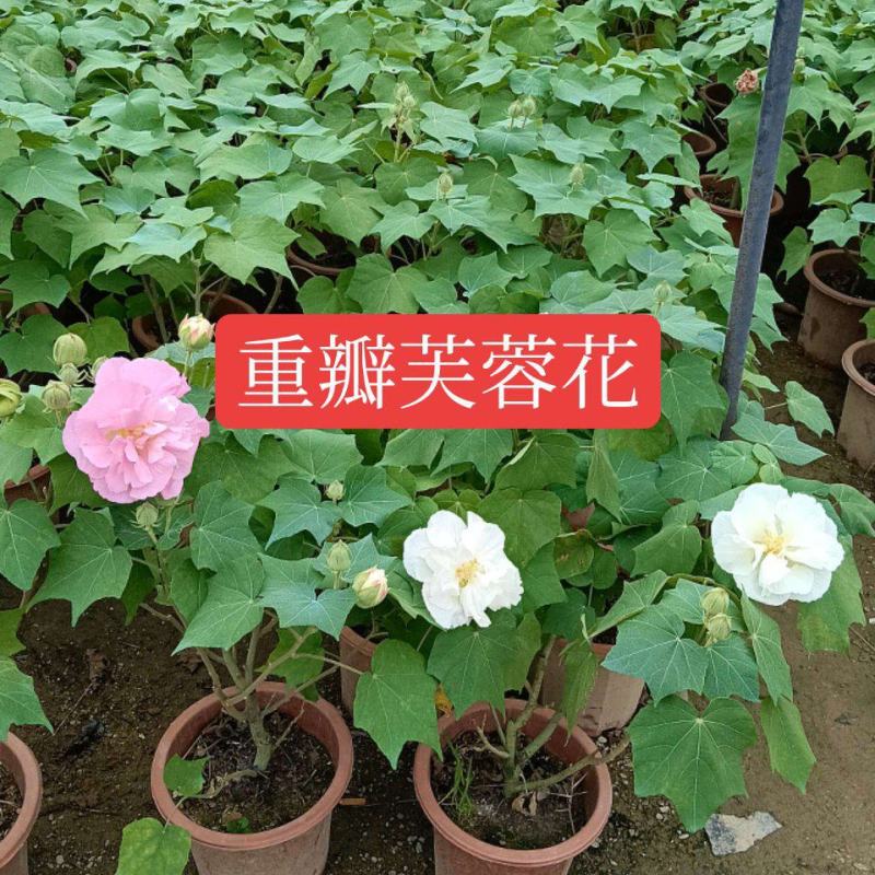芙蓉花/重瓣芙蓉花