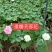 芙蓉花/重瓣芙蓉花