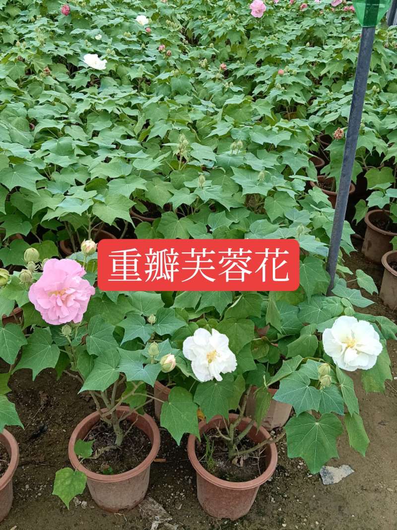 芙蓉花/重瓣芙蓉花