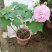 芙蓉花/重瓣芙蓉花