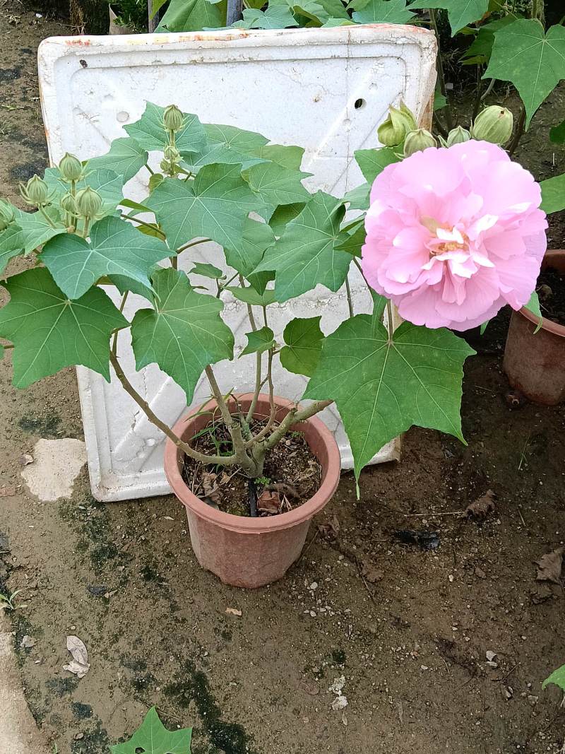 芙蓉花/重瓣芙蓉花