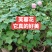 芙蓉花/重瓣芙蓉花