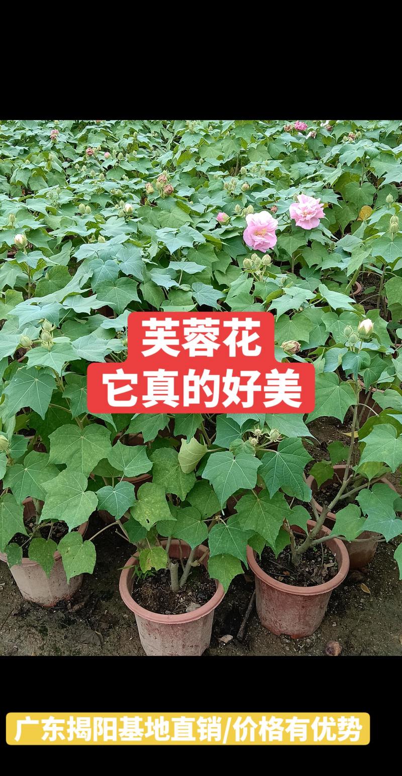 芙蓉花/重瓣芙蓉花