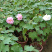 芙蓉花/重瓣芙蓉花