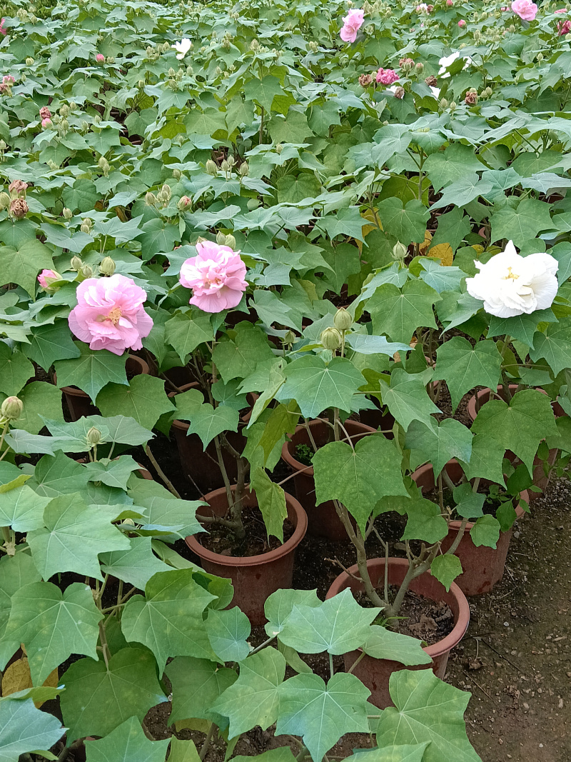 芙蓉花/重瓣芙蓉花