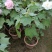 芙蓉花/重瓣芙蓉花