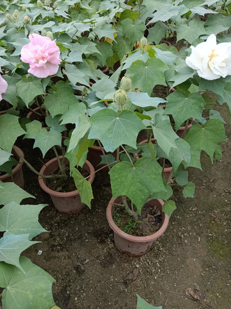 芙蓉花/重瓣芙蓉花