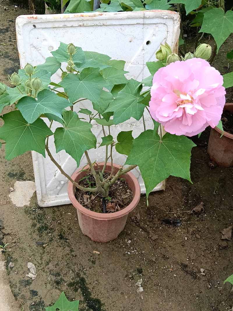 芙蓉花/重瓣芙蓉花