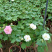 芙蓉花/重瓣芙蓉花