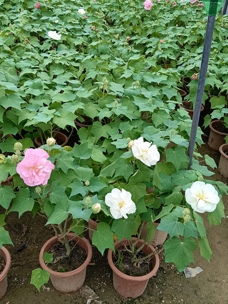 芙蓉花/重瓣芙蓉花