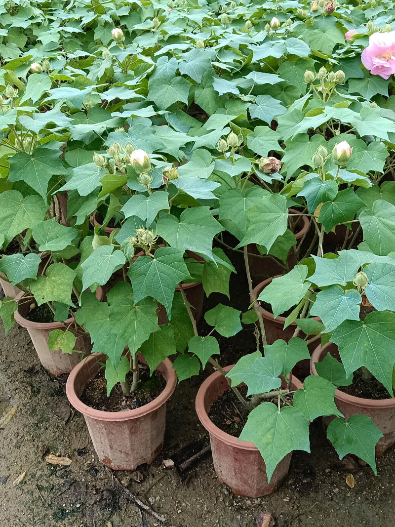 芙蓉花/重瓣芙蓉花