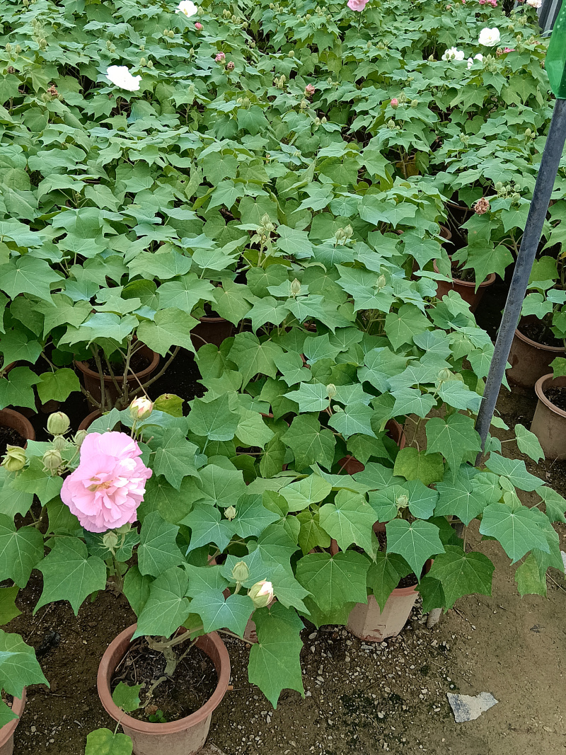 芙蓉花/重瓣芙蓉花