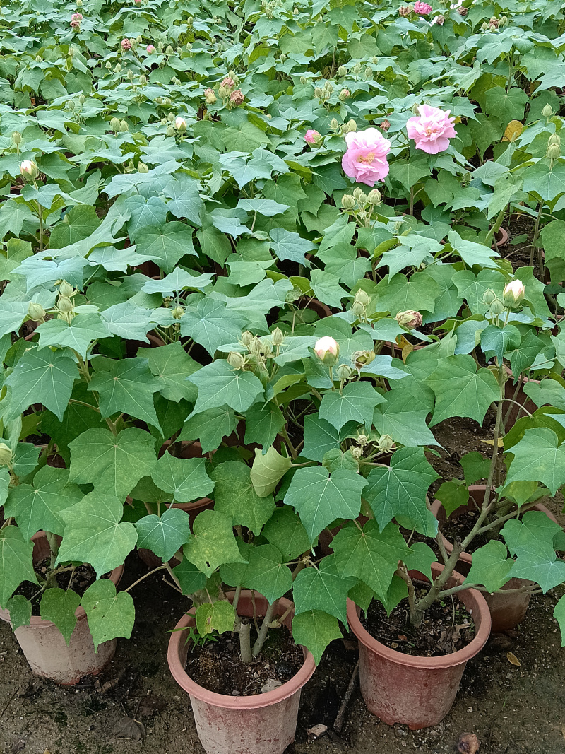 芙蓉花/重瓣芙蓉花