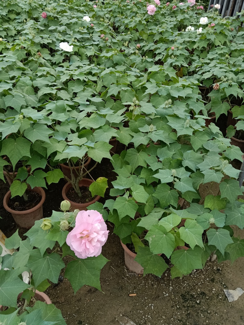 芙蓉花/重瓣芙蓉花