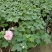 芙蓉花/重瓣芙蓉花