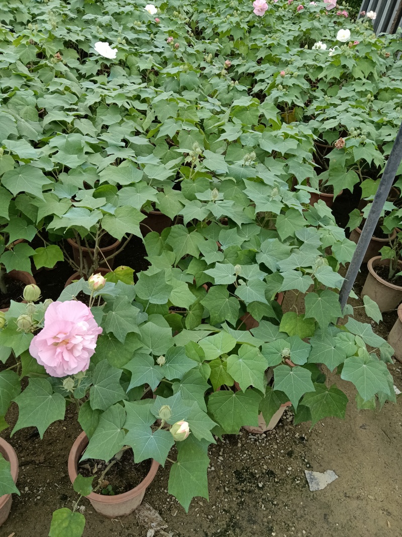 芙蓉花/重瓣芙蓉花