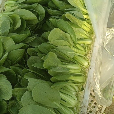 小青菜***********