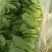 小青菜***********