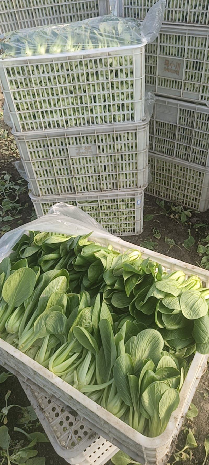小青菜***********