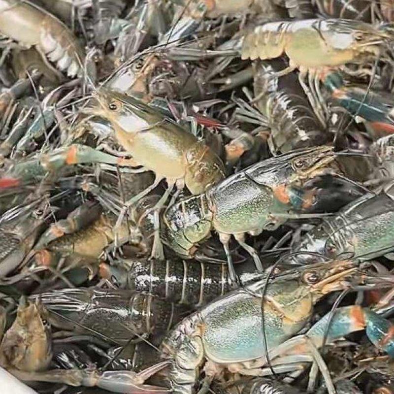 澳洲淡水蓝龙虾广东珠三角优先直送全国各地当日达