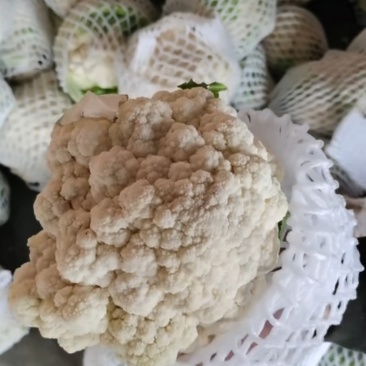 田头产地新鲜花菜（实花）大量上市，欢迎垂询采购